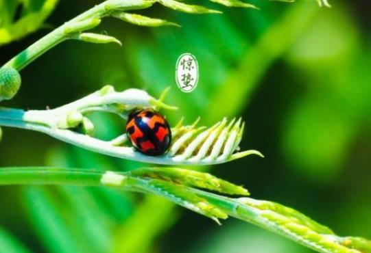 驚蟄刮北風(fēng)代表什么?為什么驚蟄有人扔咸菜