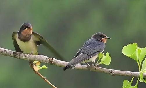 “秋千節(jié)”是什么節(jié)?“秋千節(jié)”的起源是什么?