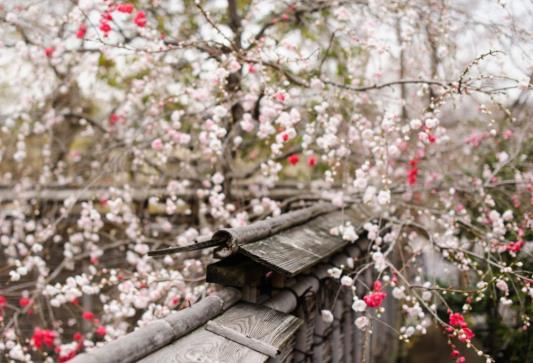 去婆婆家躲春必須住婆婆家嗎?屬豬的人2022臉躲春必須要睡覺嗎?