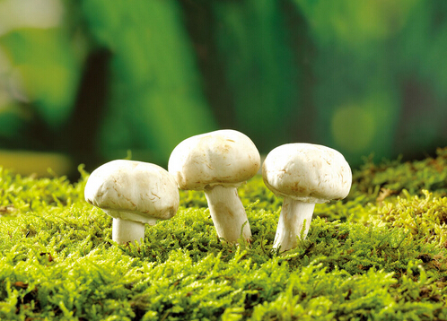 �������Գ�Ģ��������Ģ��������