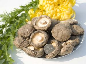 寶寶能吃香菇嗎？寶寶吃香菇的做法