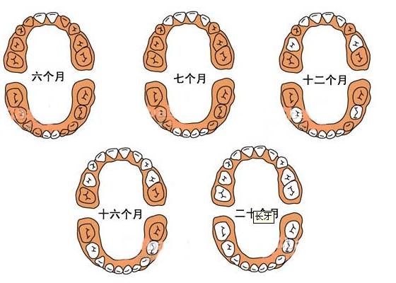 寶寶幾個月長牙?寶寶什么時候長牙?乳牙萌出時間與順序