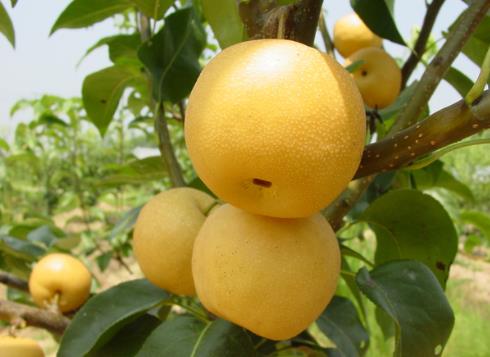 寶寶吃梨好嗎?寶寶吃梨的好處