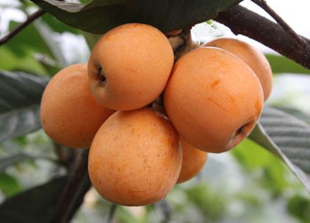 寶寶能吃枇杷嗎?寶寶吃枇杷的做法