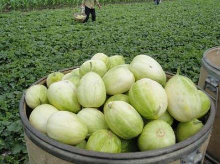 �����ܳ���φ᣿�����������ʲô��̎