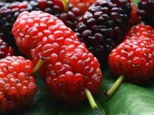 �ЋD�ܳ�ɣ�؆᣿�ЋD��ɣ�صĺ�̎�cʳ�ý���