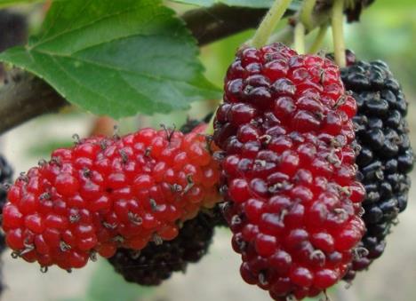 孕婦可以吃桑葚嗎?孕婦吃桑葚有什么好處