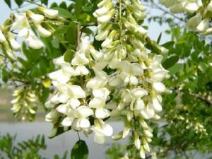 孕婦能吃槐花嗎?孕婦能吃槐花蜂蜜嗎