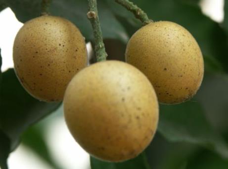 孕婦能吃黃皮果嗎?孕婦吃黃皮果有什么好處