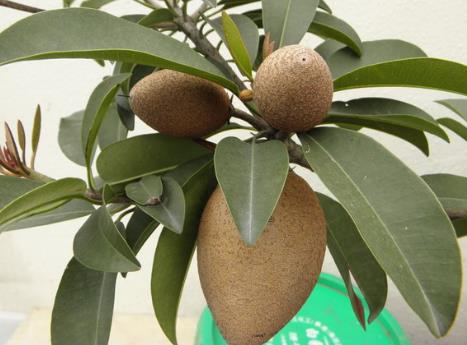 �ЋD�ܳ����Ĺ��᣿�ЋD�����Ĺ���ʲô��̎