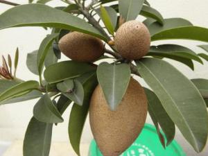 孕婦能吃人心果嗎？孕婦吃人心果有什么好處