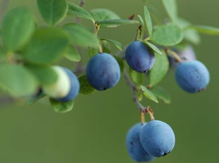 �ЋD�ܳ��{(l��n)����᣿�ЋD���{(l��n)�����ʲô��̎