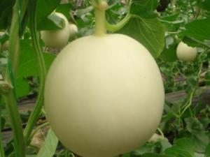 孕婦能吃白蘭瓜嗎?孕婦吃白蘭瓜有什么好處