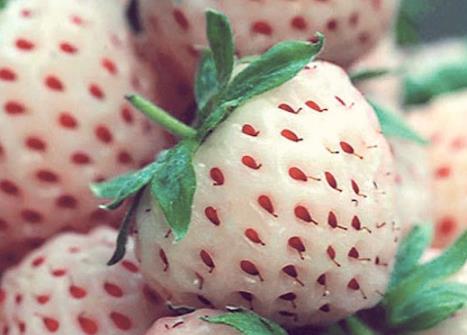 �ЋD�Բ��}ݮ��ʲô��̎���ЋD�Բ��}ݮ��ע�����(xi��ng)