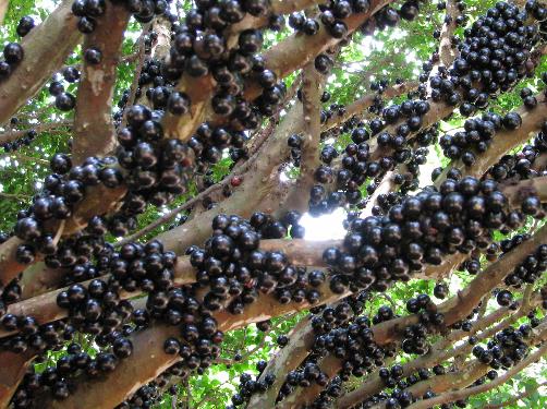 �ЋD�ܳԼΌ��������ЋD�ԼΌ�����ʲô��̎