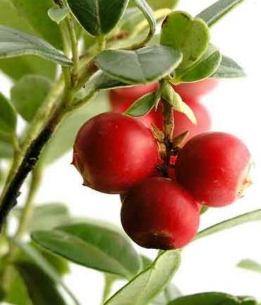 孕婦能吃蔓越莓嗎?孕婦吃蔓越莓有什么好處