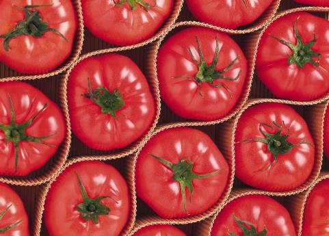 孕婦能吃西紅柿嗎?孕婦吃西紅柿有什么好處