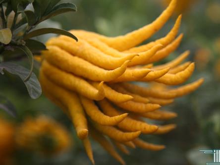 �ЋD�ܳԷ��ֆ᣿�ЋD�Է�����ʲô��̎