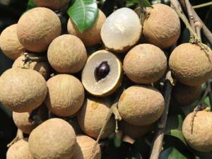 孕婦可以吃龍眼嗎?孕婦吃龍眼對身體好嗎