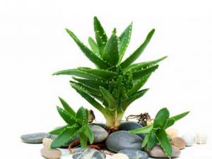 蘆薈都可以吃嗎？吃蘆薈的注意事項