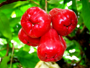 ʳ��ɏ�F��ע����� ɏ�F�Ĺ�Ч�c����