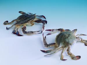 海蟹的營養價值-食用海蟹的注意事項