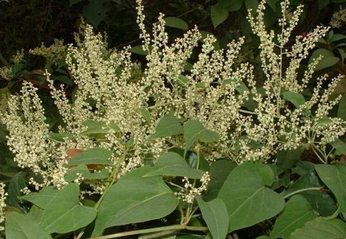 吃何首烏會引起肝損傷嗎?何首烏的功效