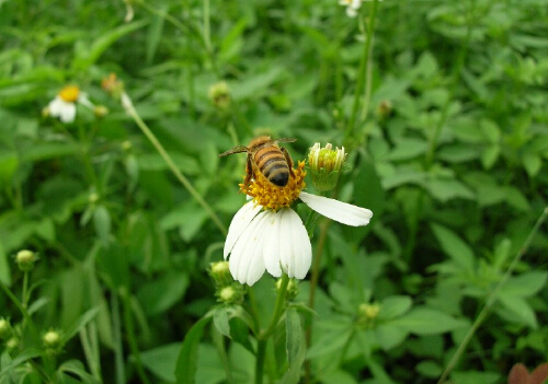 吃蜂王乳要小心,恐致乳房纖維囊腫