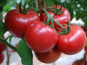 番茄生吃壞處多嗎?正確吃番茄的方法