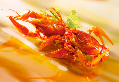 小龍蝦是激素催大的嗎?