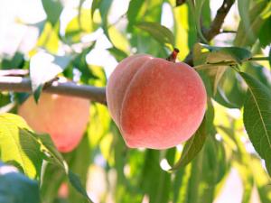 不宜放在冰箱里的食物-黃瓜不能在冰箱久存