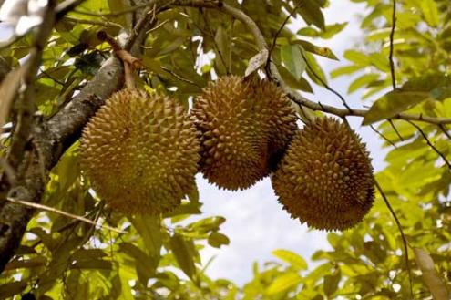 榴蓮3.jpg