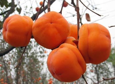 ���ӿ��Կո��Ԇ᣿��������ʲô����