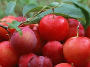 李子吃多了會怎么樣？李子一次吃多少合適