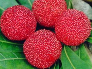 楊梅吃多了會怎么樣?楊梅吃多了會上火嗎