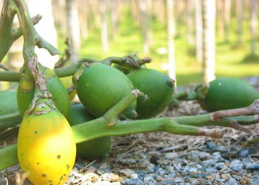 ���ƳԶ��˕���ô�ӣ����ƳԶ�����ʲô��̎