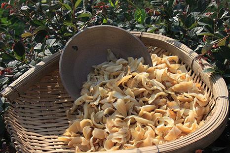 如何挑選百合?吃百合的食用禁忌