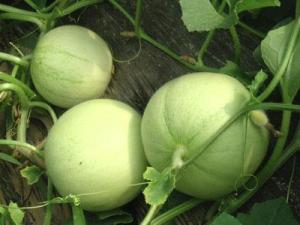 如何挑選香瓜?吃香瓜的食用禁忌