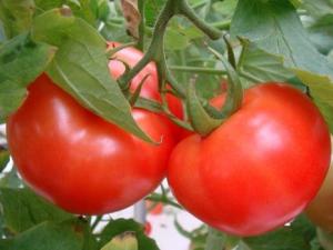 如何挑選西紅柿？吃西紅柿的注意事項