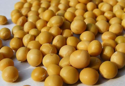 如何挑選黃豆?吃黃豆的食用禁忌