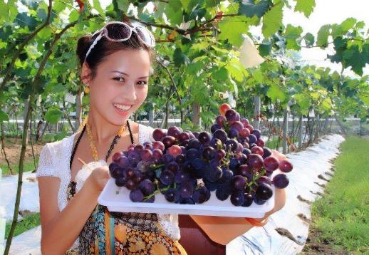 葡萄吃多了會怎么樣?葡萄吃多了會上火嗎