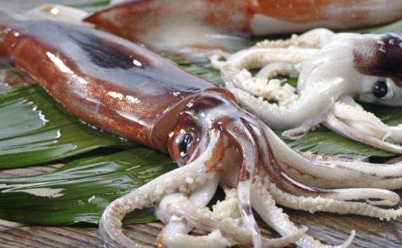 魷魚不能與什么同食?魷魚的食用禁忌