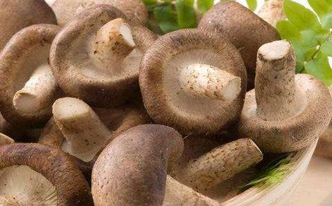 香菇不能和什么食物一起吃?與香菇相克的食物