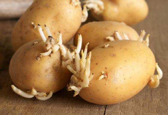 土豆發(fā)芽不能吃就得扔?教你四種巧用發(fā)芽土豆的實(shí)用小妙招