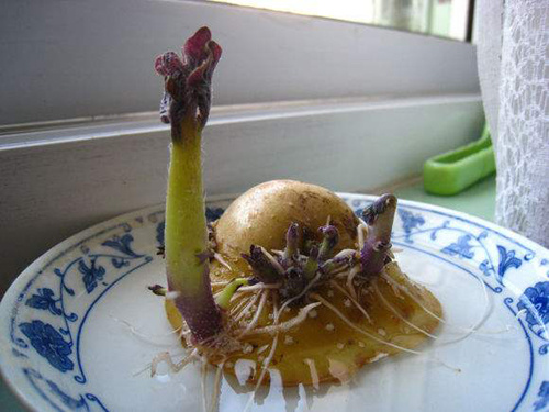 土豆發(fā)芽不能吃就得扔?教你四種巧用發(fā)芽土豆的實(shí)用小妙招