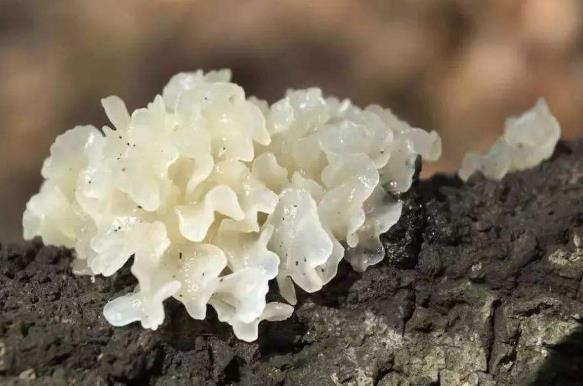 新鮮銀耳有毒嗎?新鮮銀耳怎么去毒?銀耳中毒怎么辦?