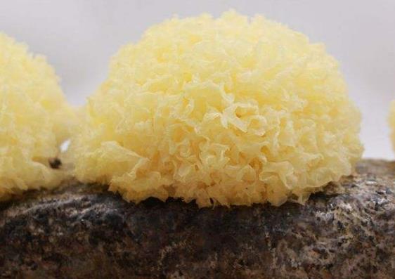 新鮮銀耳有毒嗎?新鮮銀耳怎么去毒?銀耳中毒怎么辦?