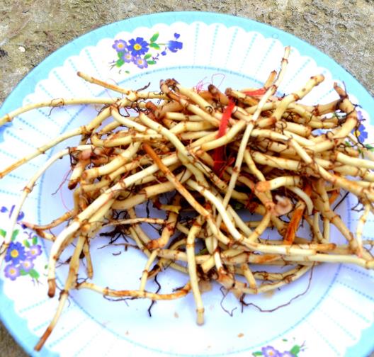 魚腥草和茅草根是一樣的嗎?吃魚腥草要注意什么