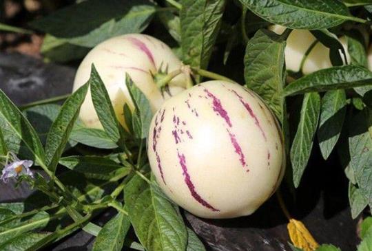 人參果熱量高嗎?吃人參果有哪些禁忌?