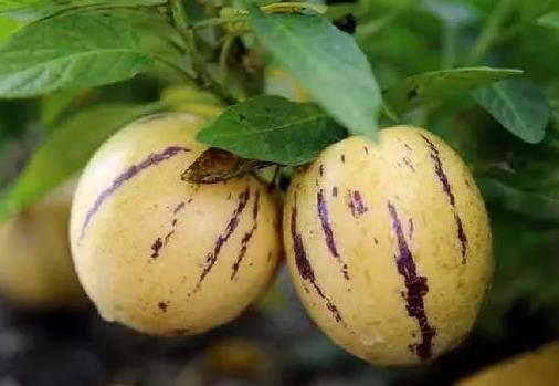 人參果熱量高嗎?吃人參果有哪些禁忌?